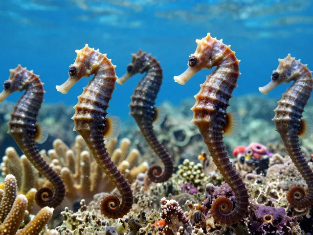Kolik je druhů mořských koníků? Všechno, co potřebujete vědět o mořských koníkách a jejich vztahu k mořskému kolageni
